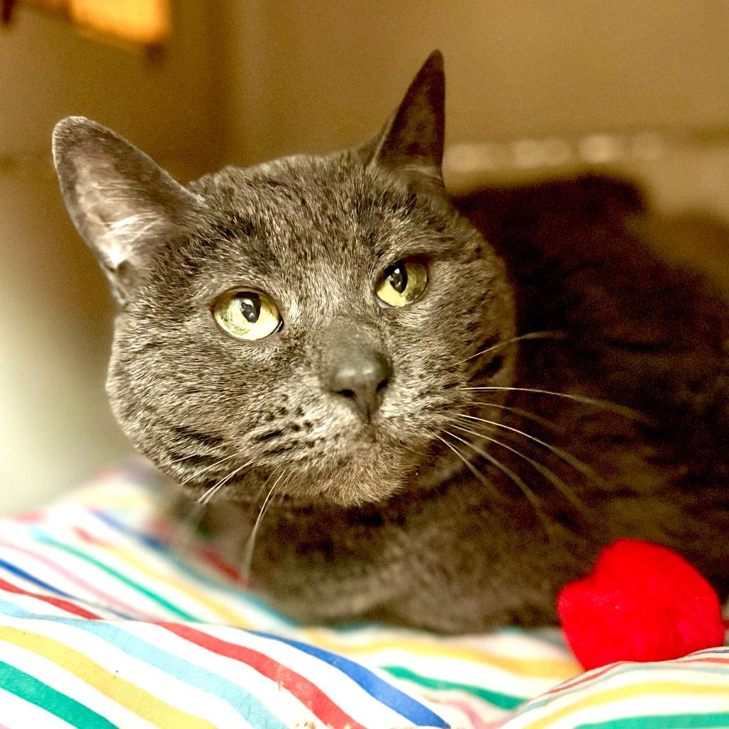 Enlarge Tink, a Adoptable Domestic Short Hair in Fairport, NY image 3/4