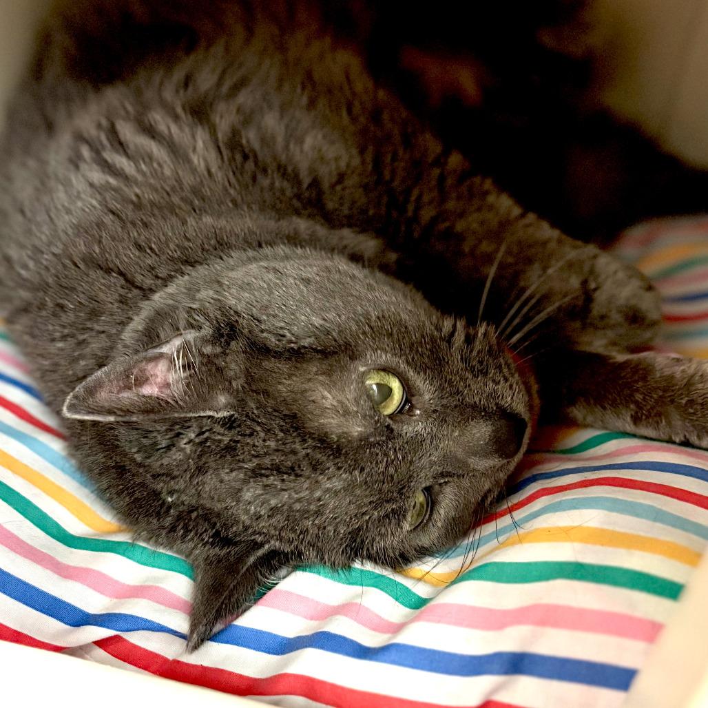 Enlarge Tink, a Adoptable Domestic Short Hair in Fairport, NY image 4/4