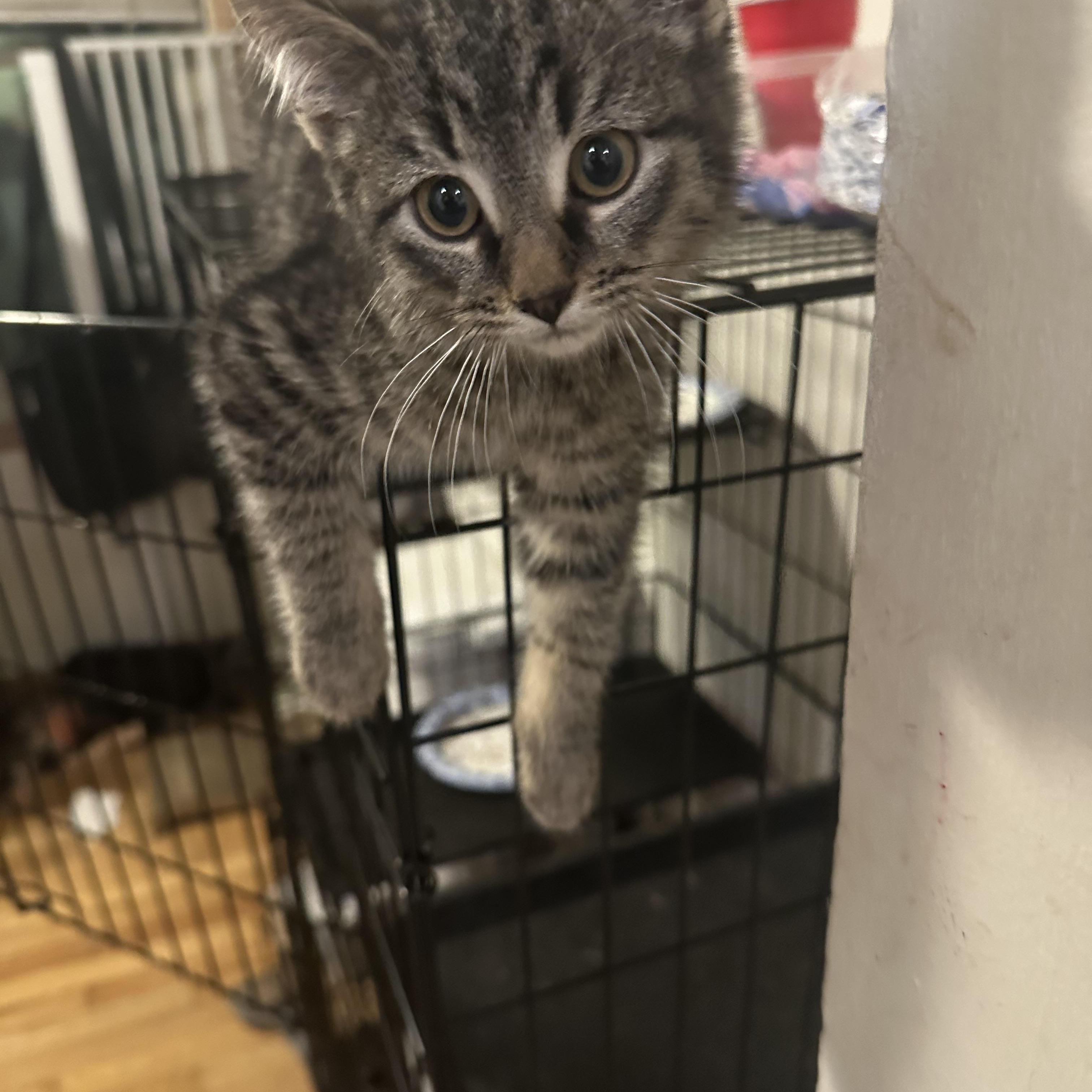 Enlarge Mike, a ADOPTABLE Domestic Short Hair in Chicago, IL image 1/1