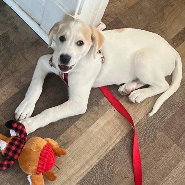 Winnie, a Adoptable mixed breed in Louisville, KY image 4/5