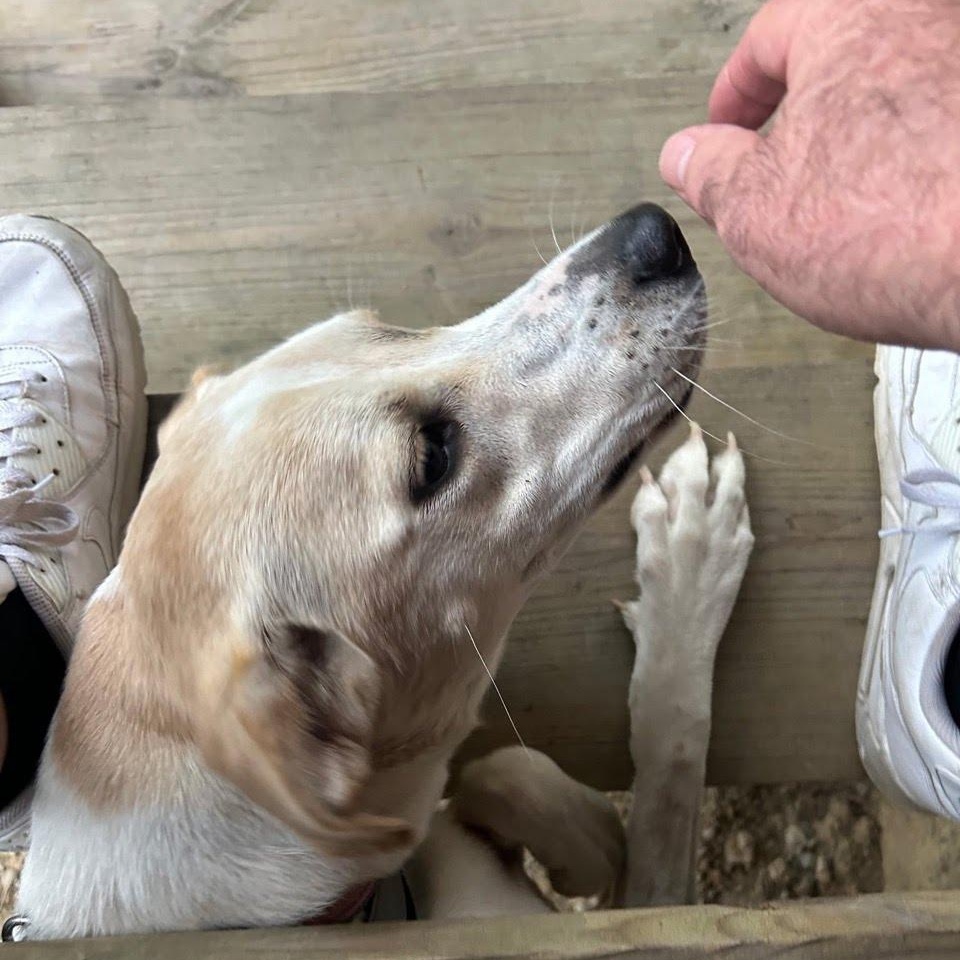 Winnie, Adoptable, Young Female Labrador Retriever.