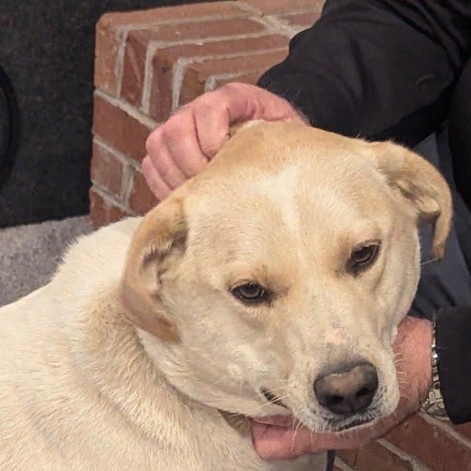 Winnie, a Adoptable mixed breed in Louisville, KY image 3/5