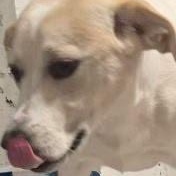 Winnie, a Adoptable mixed breed in Louisville, KY image 1/5