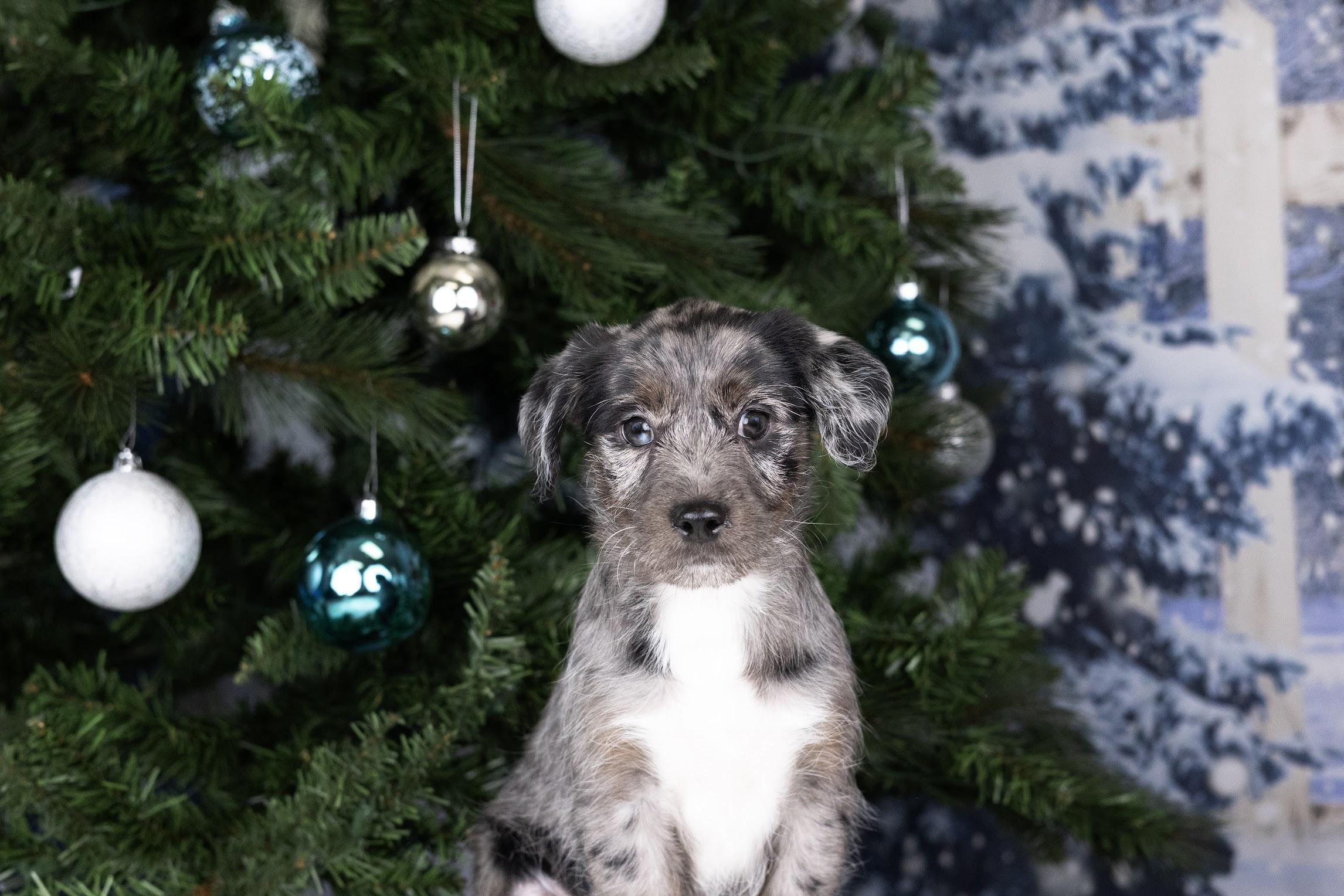 Rusty, ADOPTABLE, Puppy Male Aussiedoodle & Chihuahua.