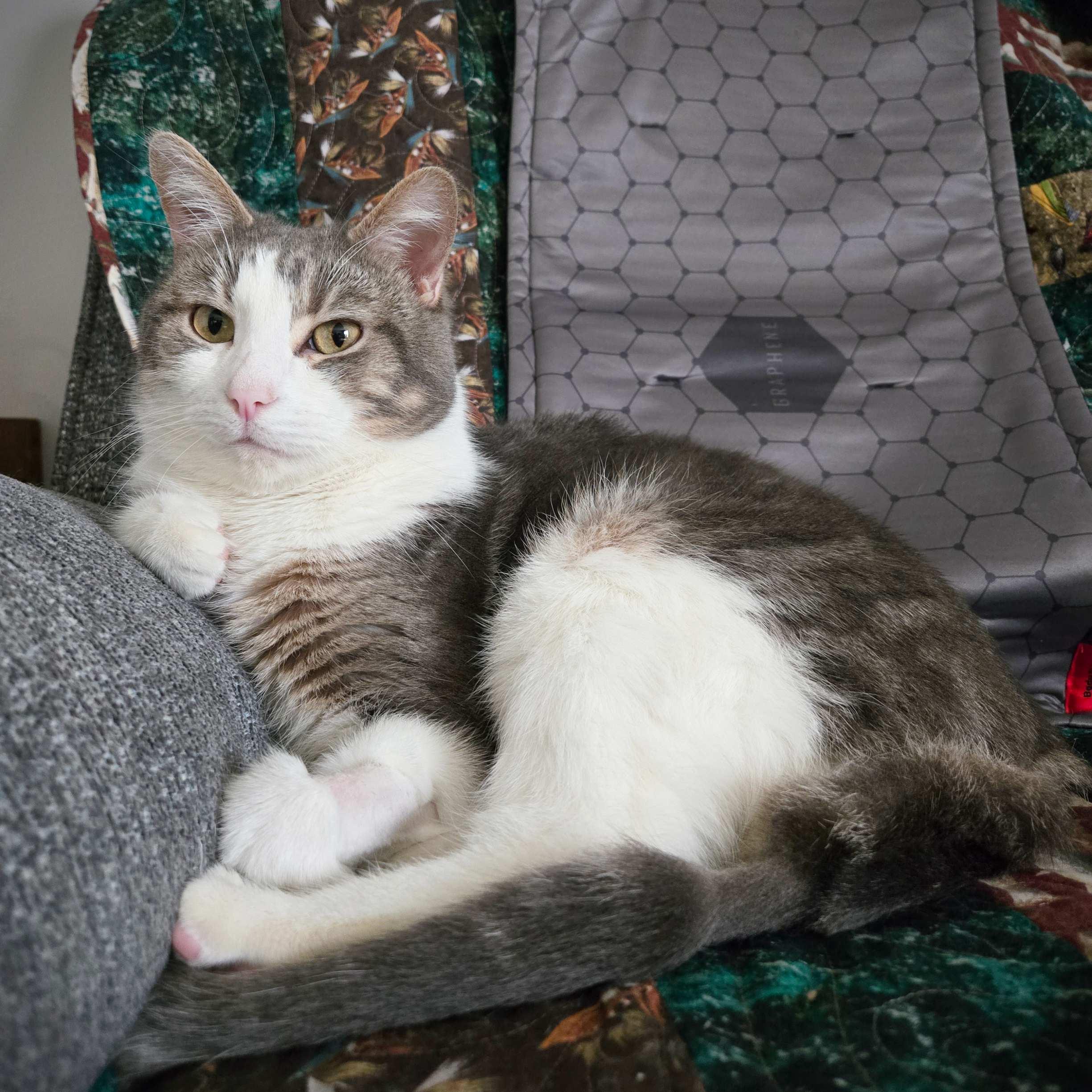 Fry, Adult Male Domestic Short Hair
