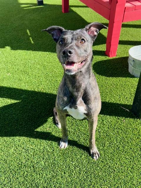 India, ADOPTABLE, Adult Female Boxer.