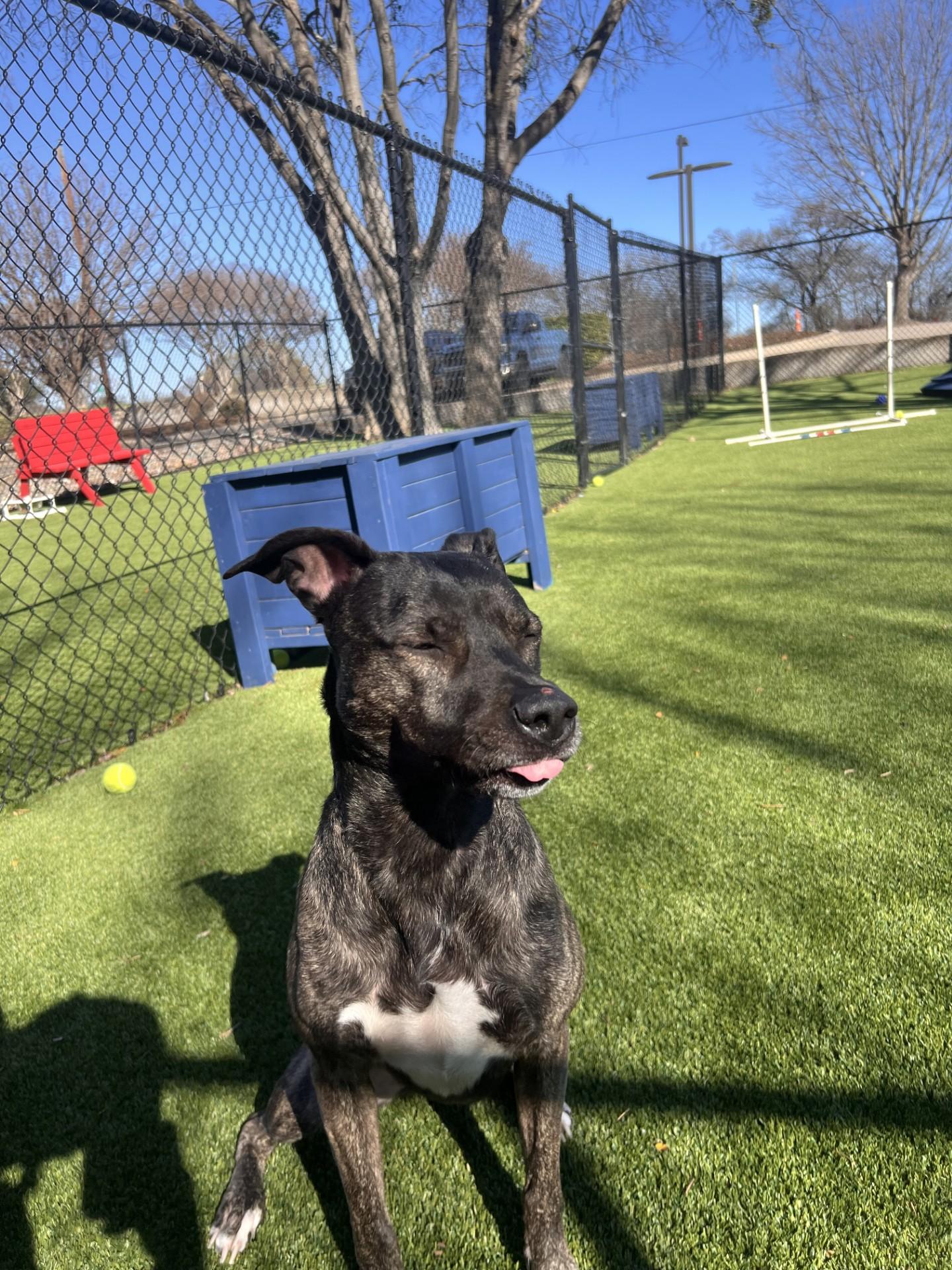 India, an adopted mixed breed in Allen, TX image 2/4