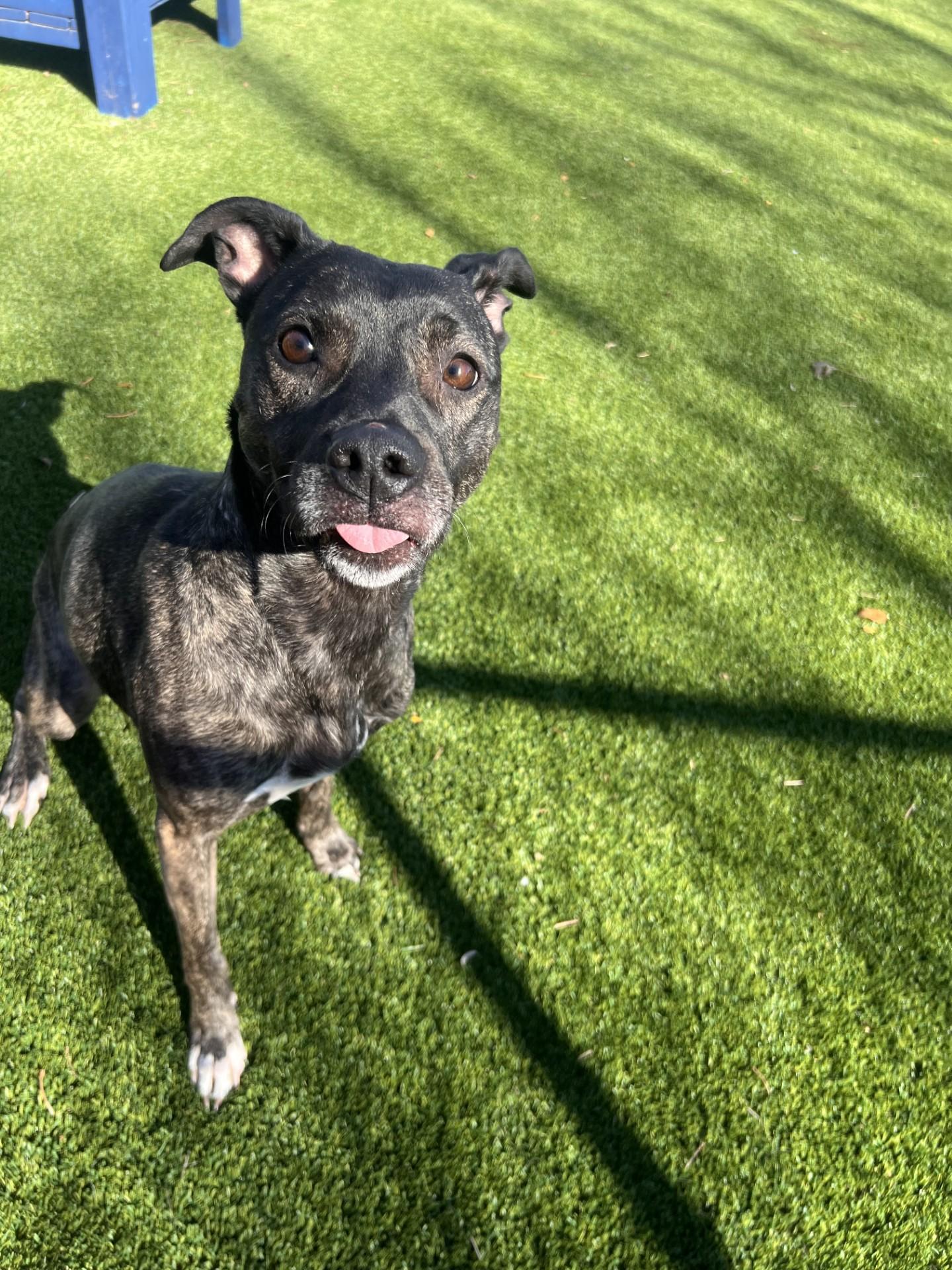 India, ADOPTABLE, Adult Female Boxer.