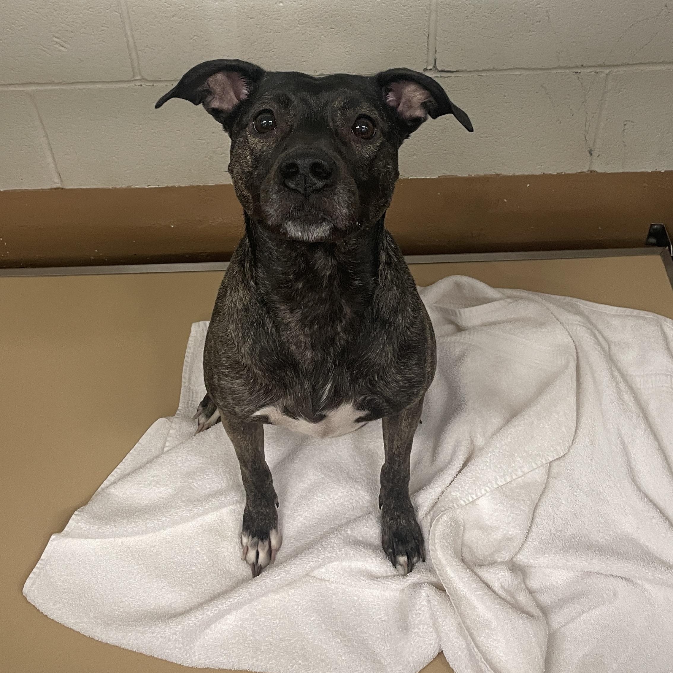 India, an adopted mixed breed in Allen, TX image 4/4