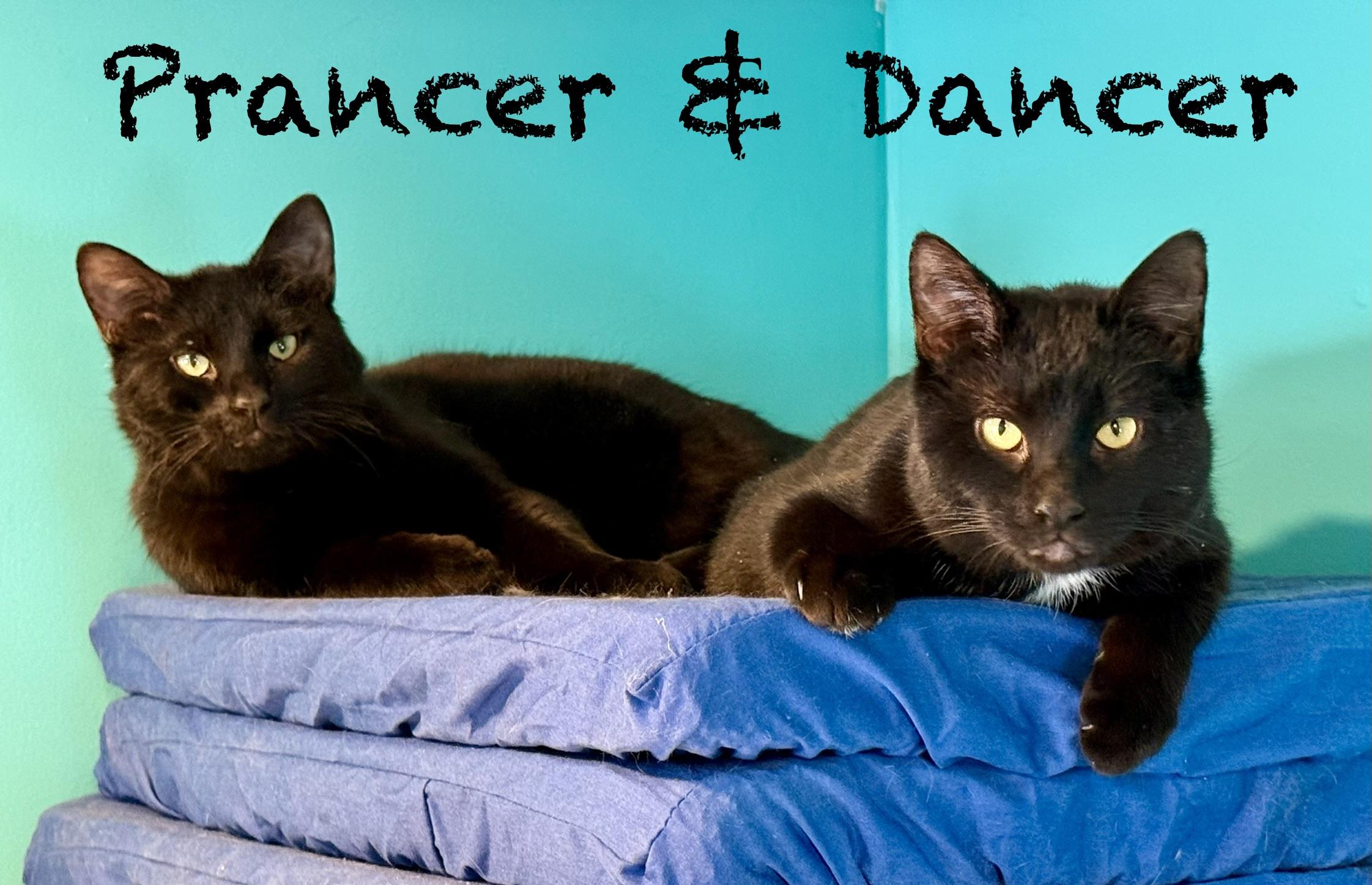 Enlarge Prancer, a ADOPTABLE Domestic Short Hair in Frewsburg, NY image 3/4