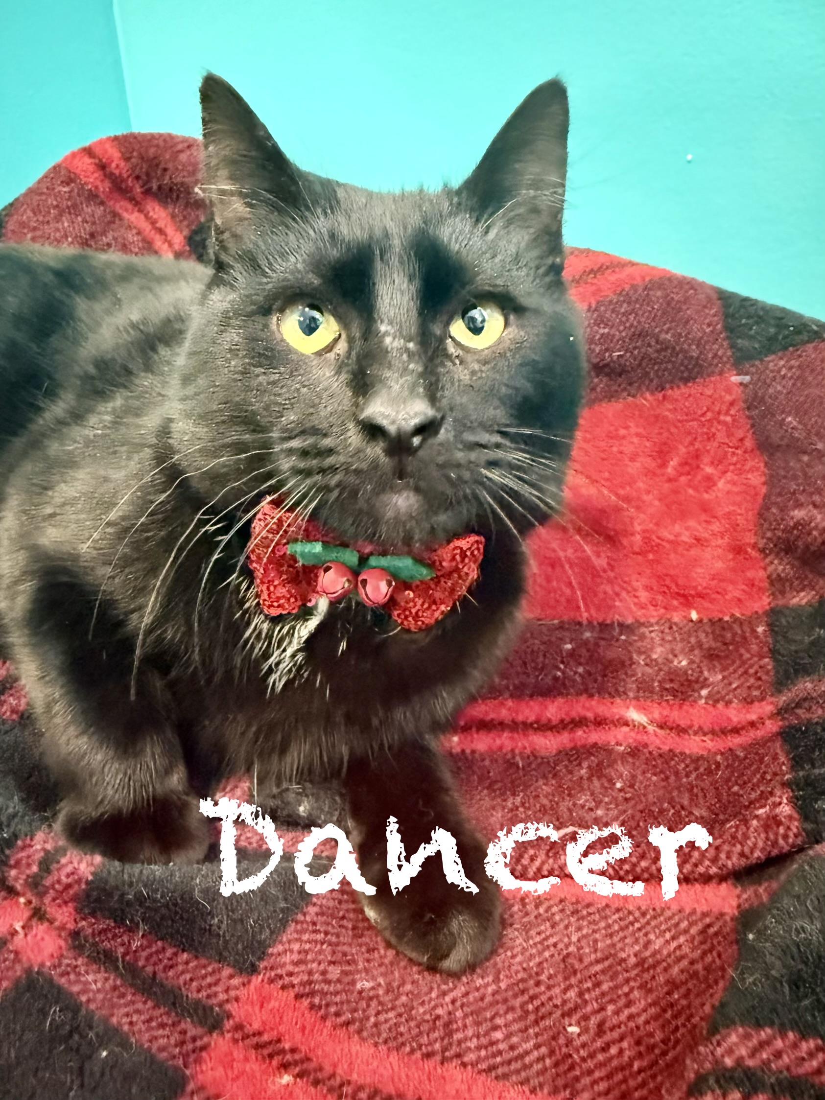  Dancer, ADOPTABLE, Adult Male Domestic Short Hair.