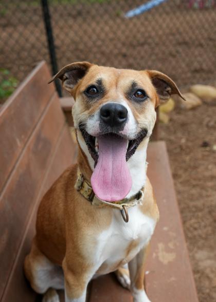 Strawberry Shortcake 56880, Adoptable, Adult Female Mixed Breed & Mixed Breed.