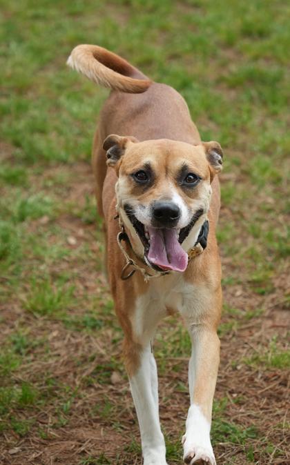 Strawberry Shortcake 56880, a Adoptable mixed breed in Aiken, SC image 2/3