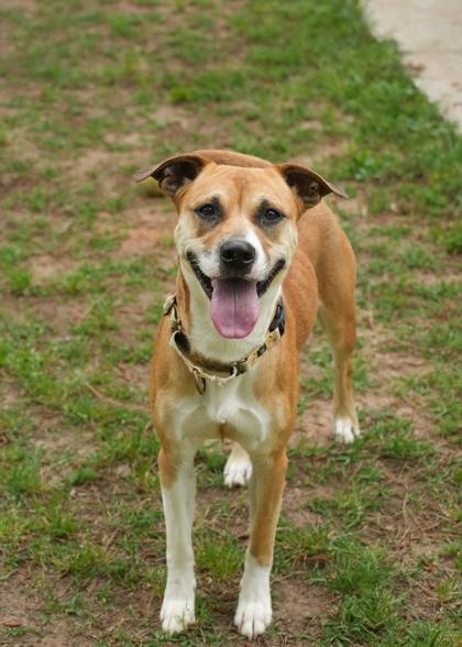 Strawberry Shortcake 56880, a Adoptable mixed breed in Aiken, SC image 3/3