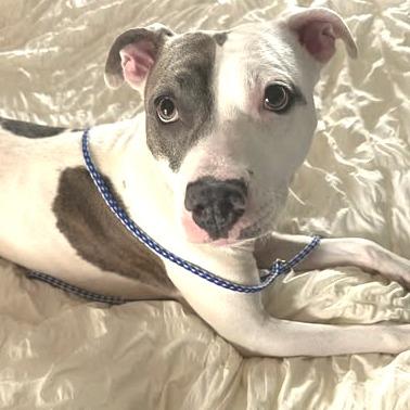Solar, Adoptable, Adult Female Pit Bull Terrier.