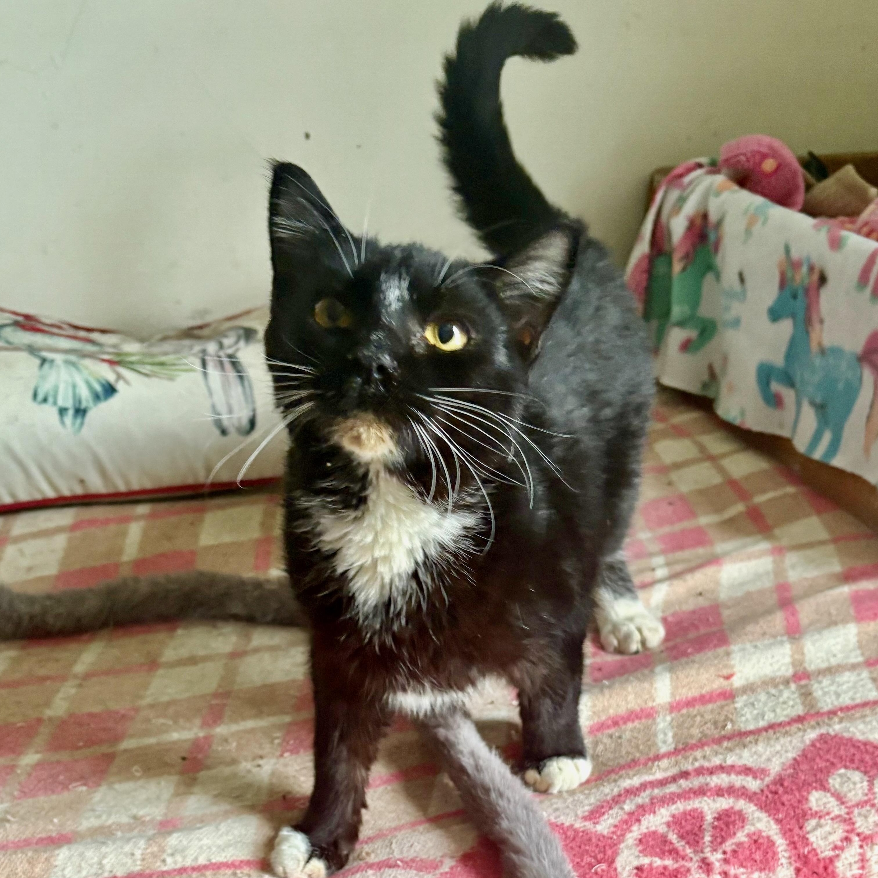 Enlarge Stripe, a Adoptable Domestic Short Hair in East Amherst, NY image 2/5