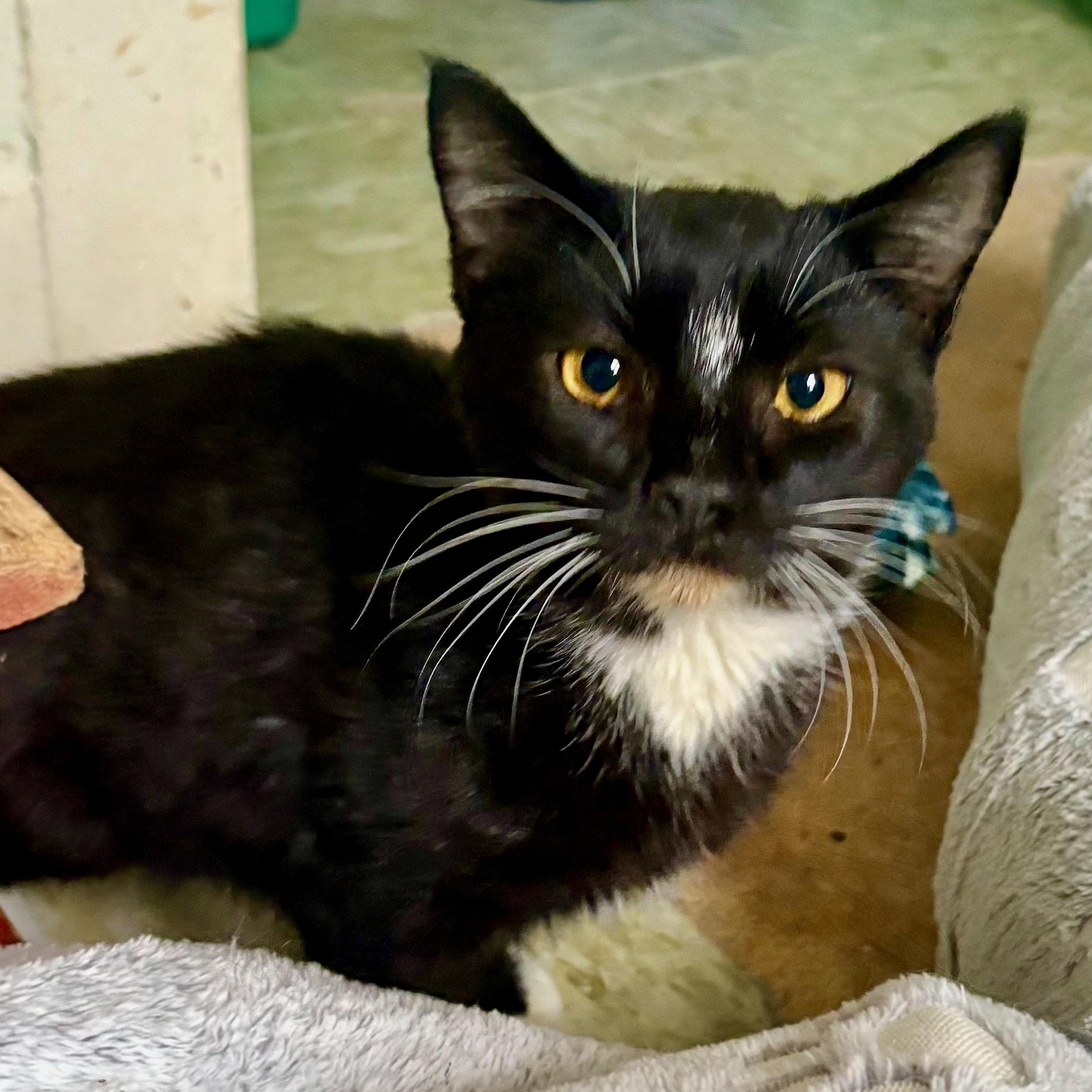 Enlarge Stripe, a Adoptable Domestic Short Hair in East Amherst, NY image 1/5