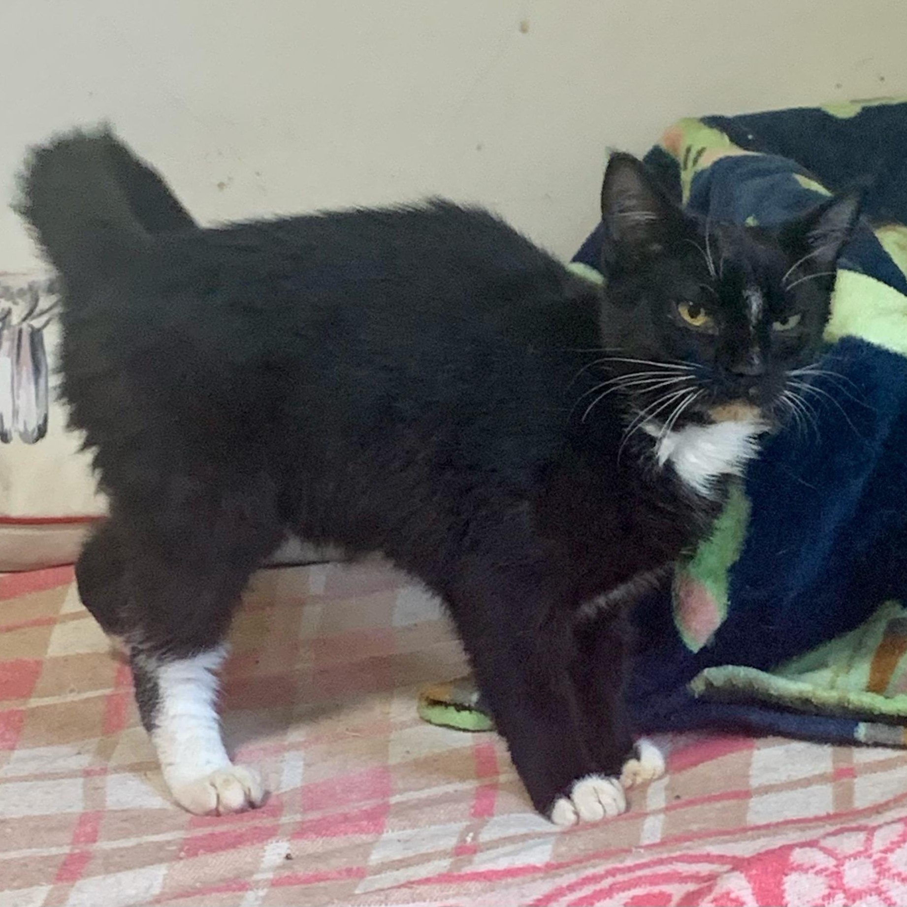 Enlarge Stripe, a Adoptable Domestic Short Hair in East Amherst, NY image 3/5