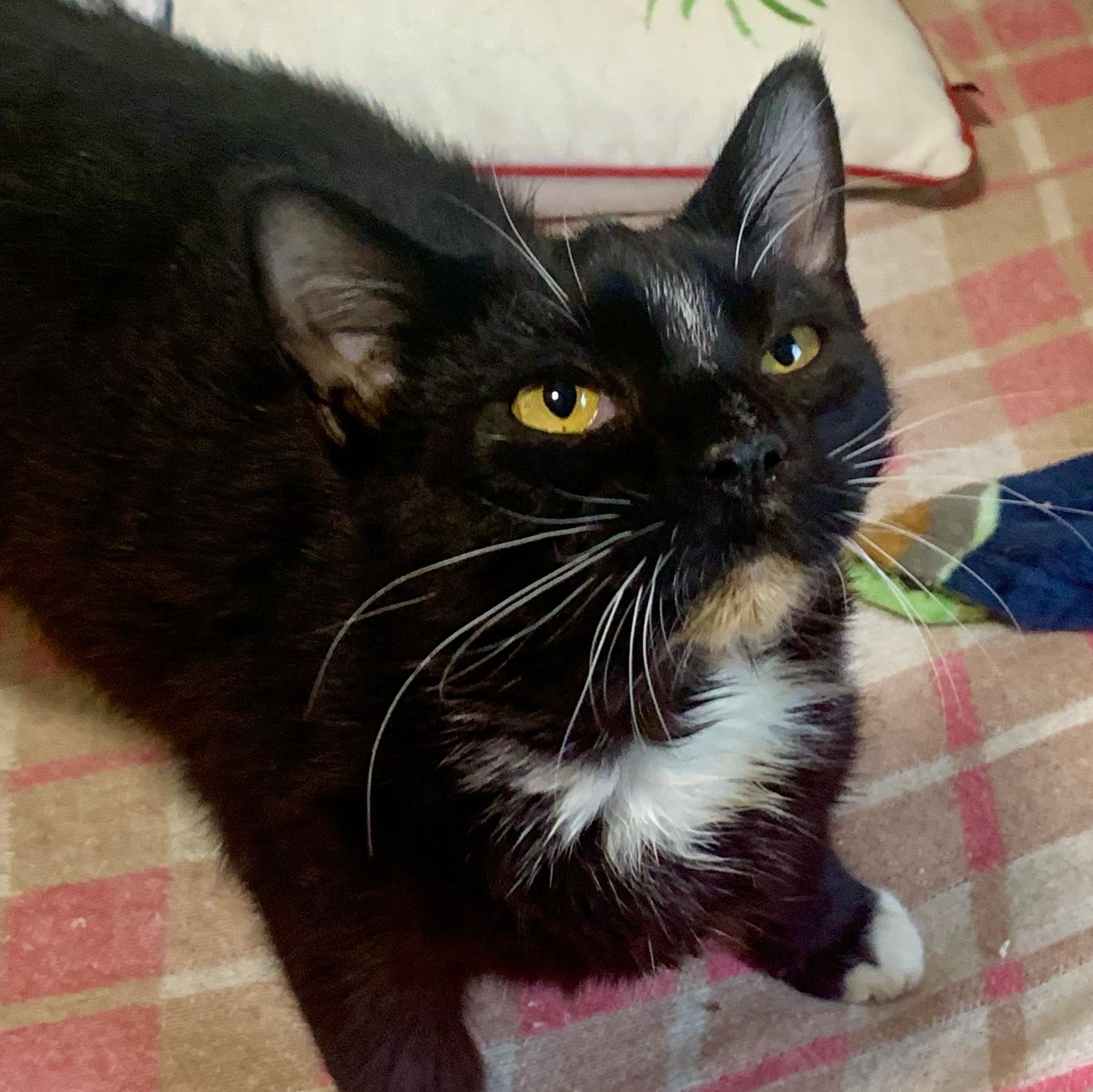 Enlarge Stripe, a Adoptable Domestic Short Hair in East Amherst, NY image 4/5