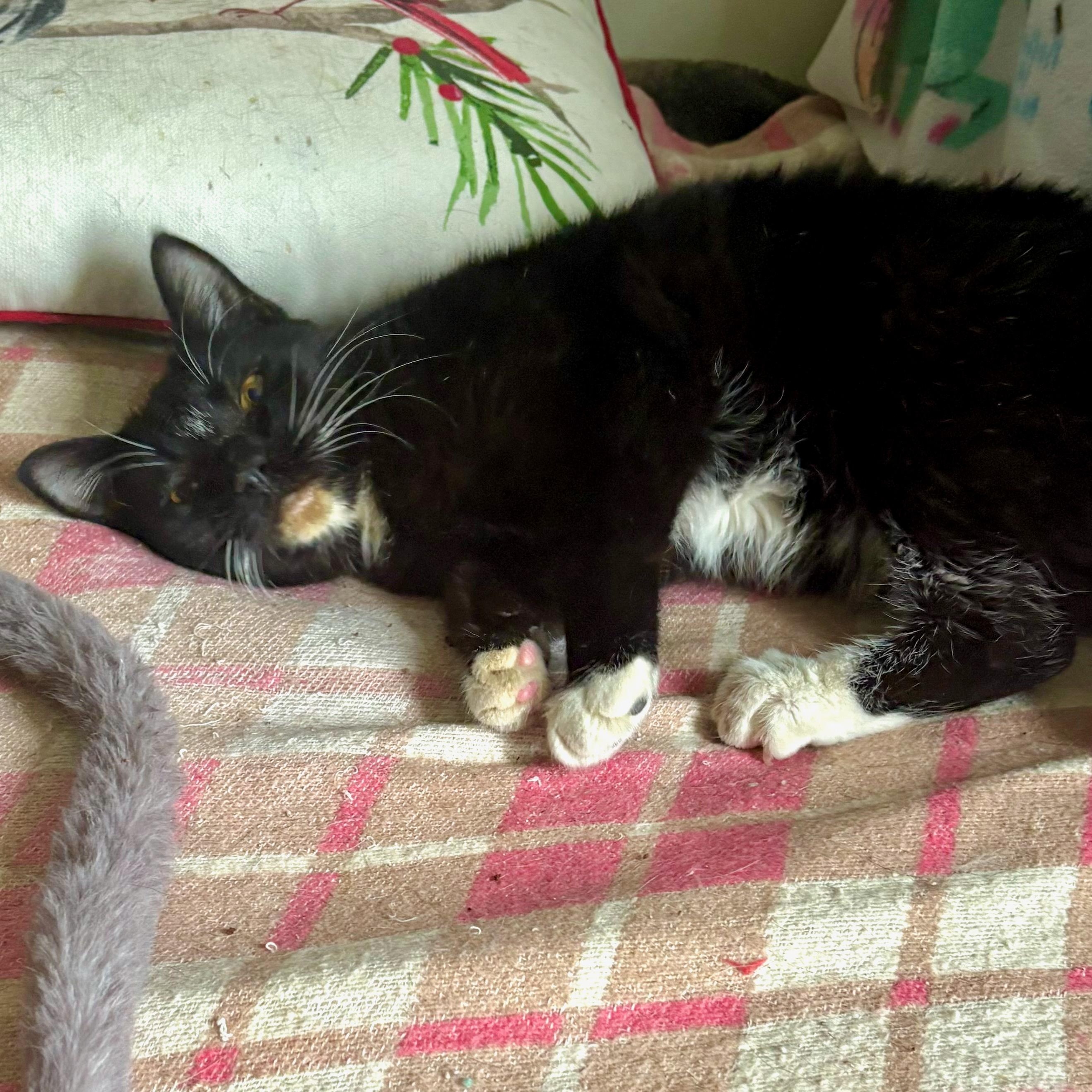 Enlarge Stripe, a Adoptable Domestic Short Hair in East Amherst, NY image 5/5