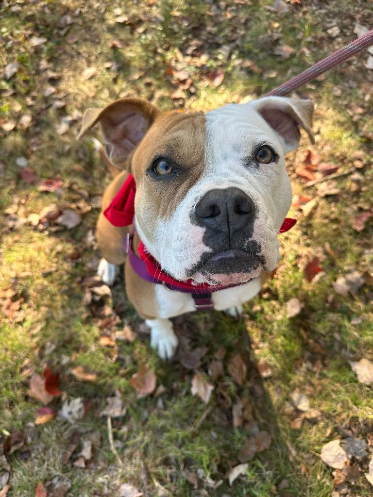 Aria, a Adoptable mixed breed in Ewing, NJ image 1/6