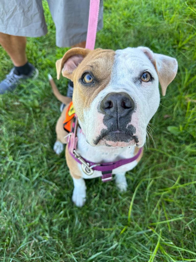 Aria, Adoptable, Young Female American Bulldog & American Staffordshire Terrier.
