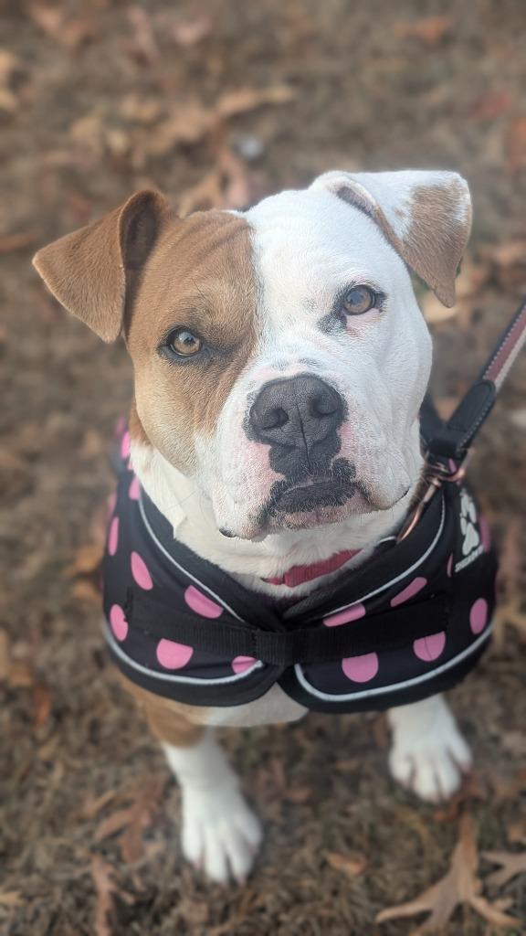 Enlarge Aria, a Adoptable mixed breed in Ewing, NJ image 1/4