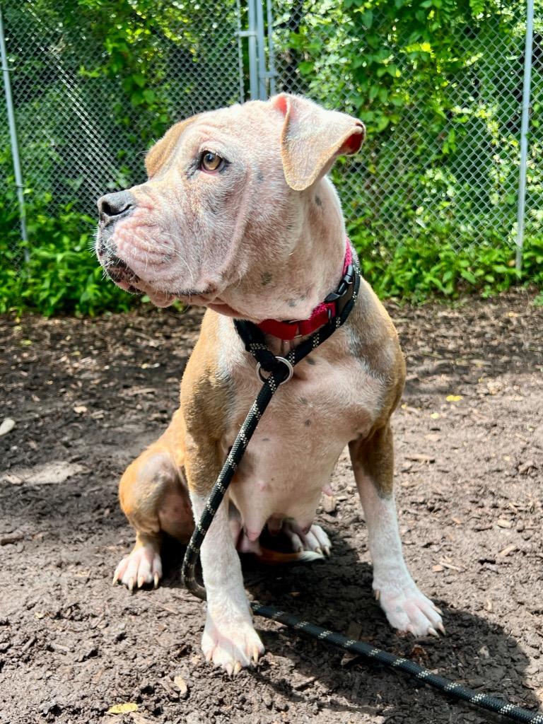 Aria, a Adoptable mixed breed in Ewing, NJ image 2/6