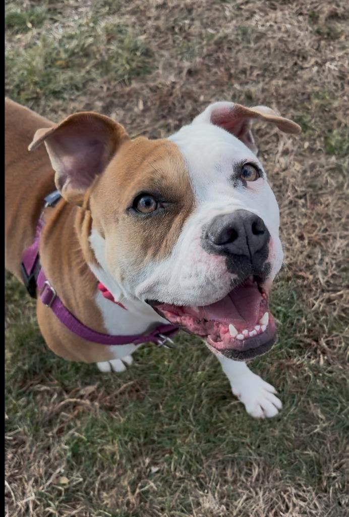 Enlarge Aria, a Adoptable mixed breed in Ewing, NJ image 2/4