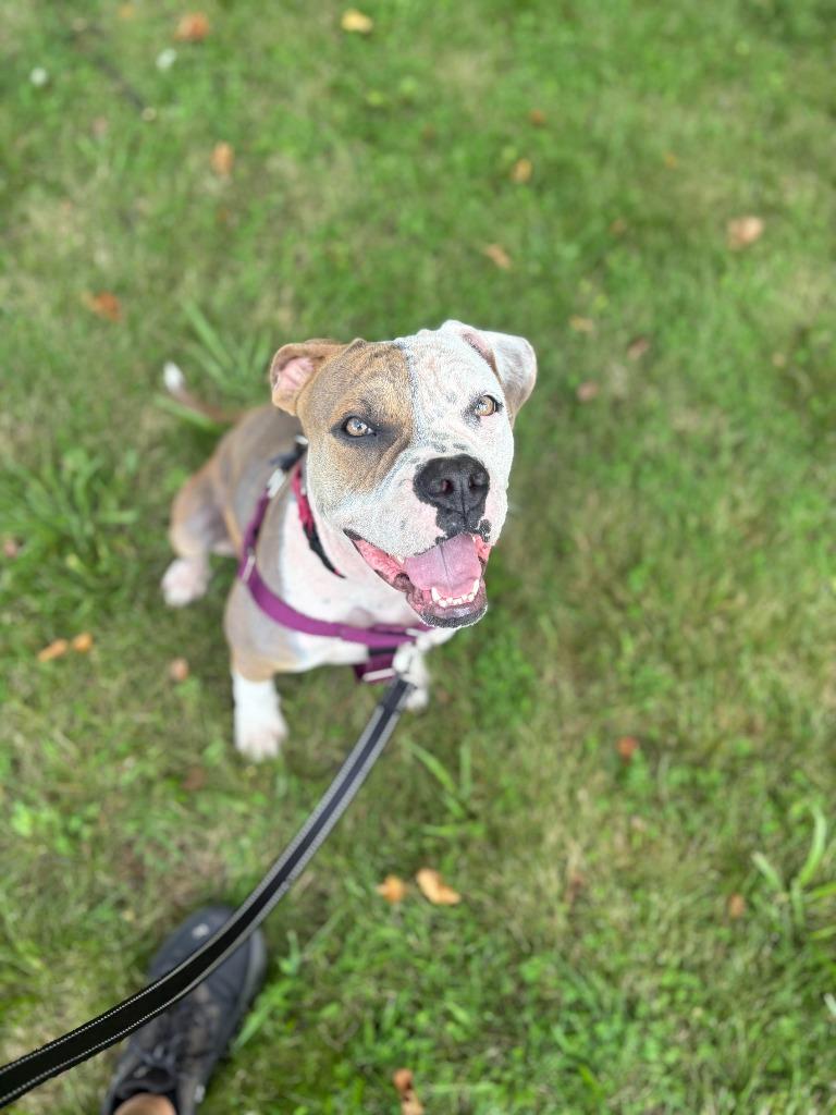 Aria, a Adoptable mixed breed in Ewing, NJ image 3/6