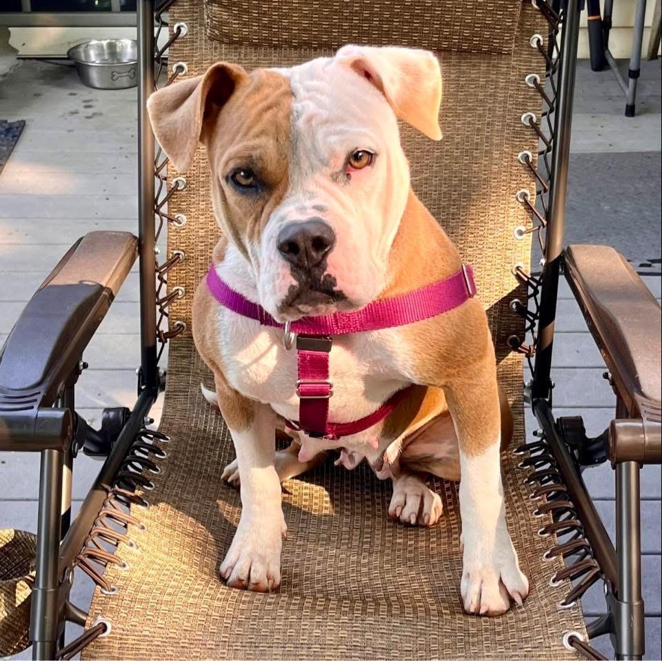 Enlarge Aria, a Adoptable mixed breed in Ewing, NJ image 2/4