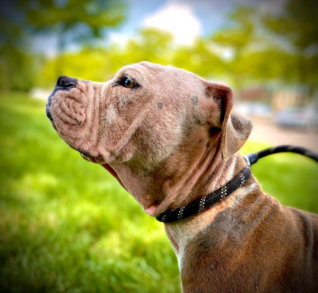 Aria, a Adoptable mixed breed in Ewing, NJ image 5/6