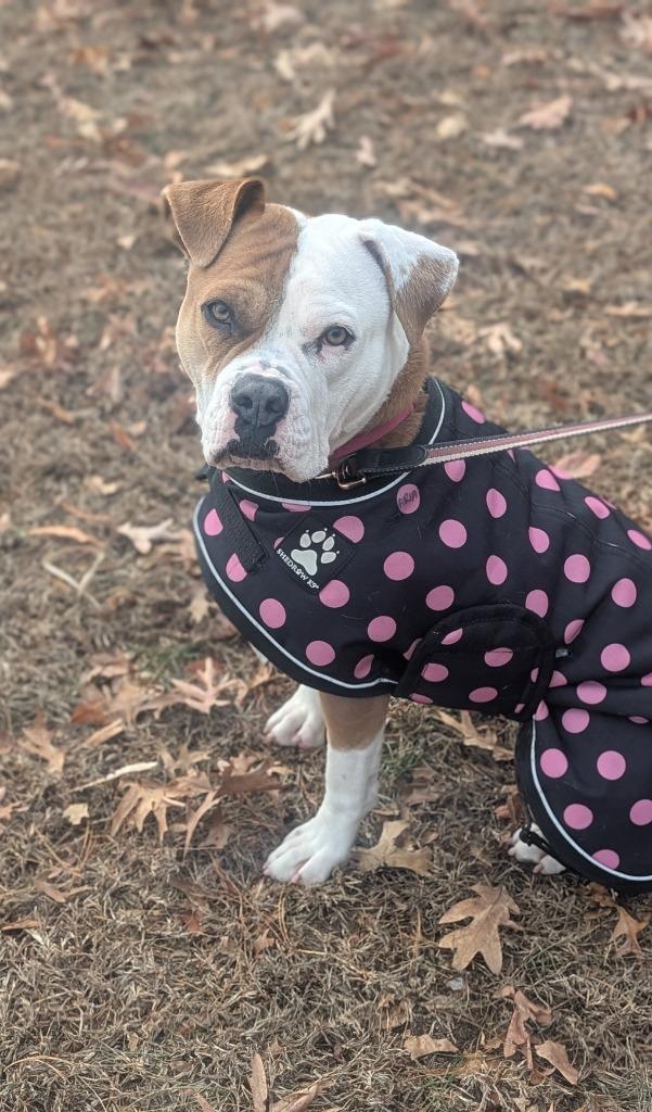 Enlarge Aria, a Adoptable mixed breed in Ewing, NJ image 3/4