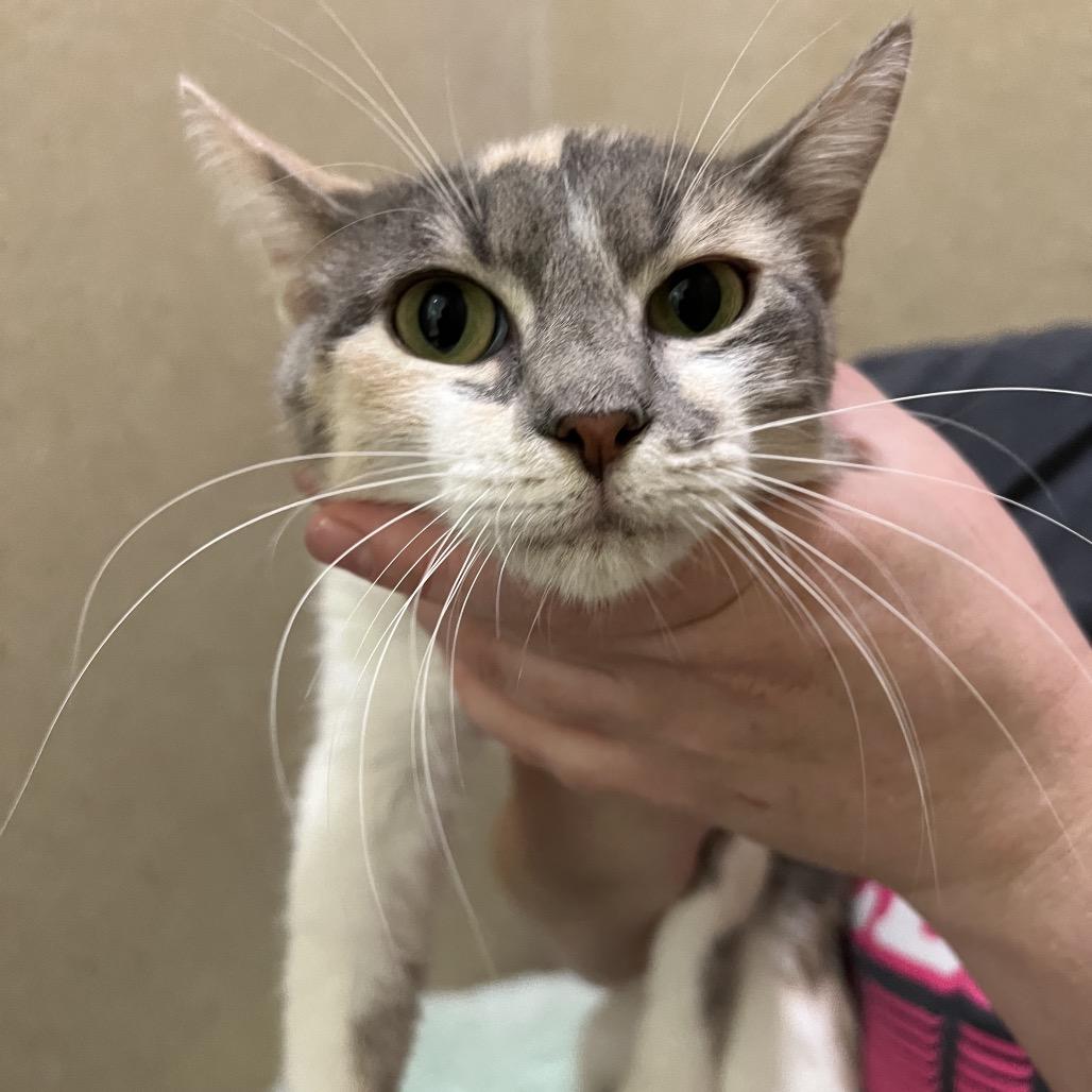 Mewtew, Adoptable, Young Female Domestic Short Hair.