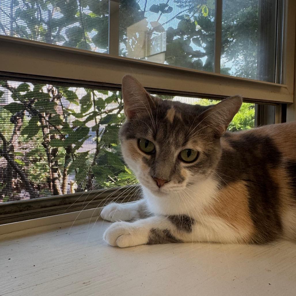 Enlarge Mewtew, a Adoptable Domestic Short Hair in Pekin, IL image 2/3