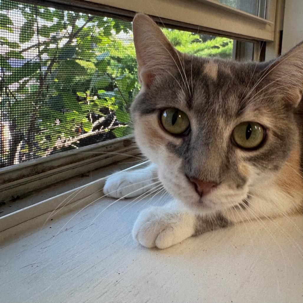 Enlarge Mewtew, a Adoptable Domestic Short Hair in Pekin, IL image 3/3
