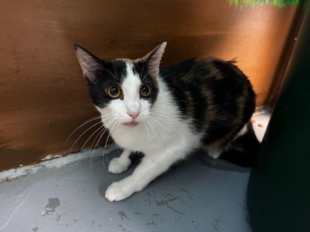 Callie, Adopted, Young Female Domestic Short Hair.