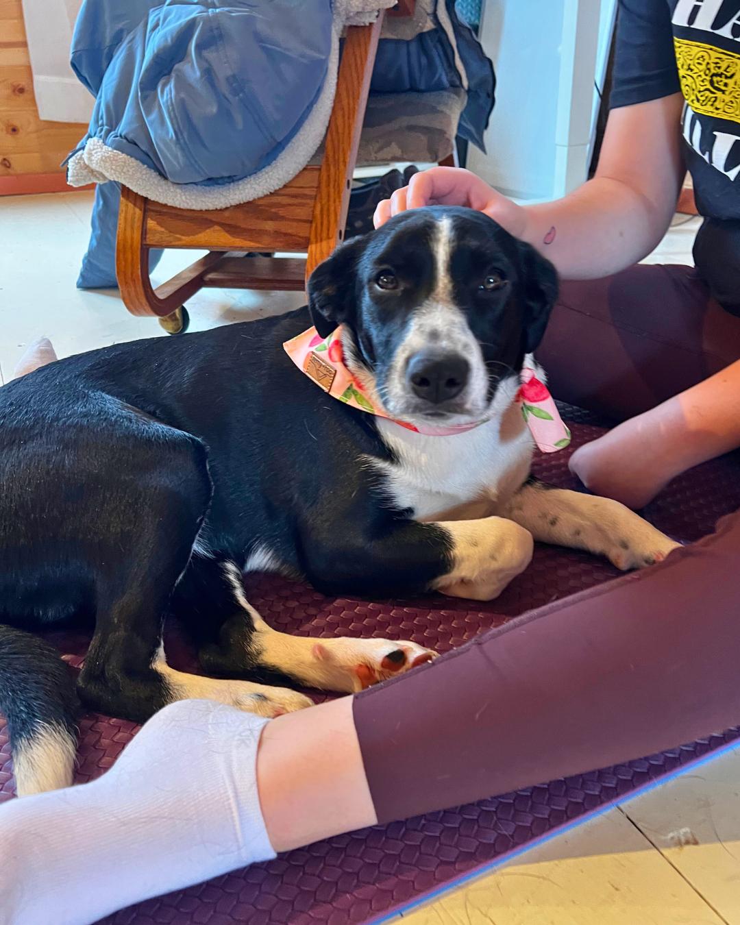 Enlarge Jalapeno, a ADOPTABLE mixed breed in Shell Lake, WI image 5/6