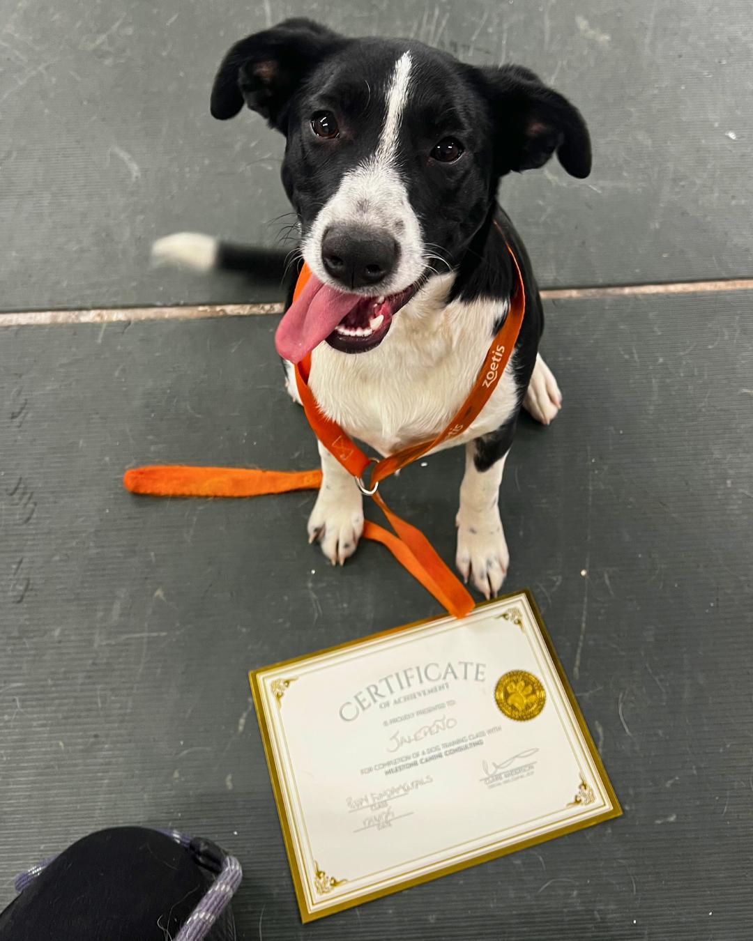 Jalapeno, ADOPTABLE, Young Female Australian Shepherd & Australian Cattle Dog / Blue Heeler.