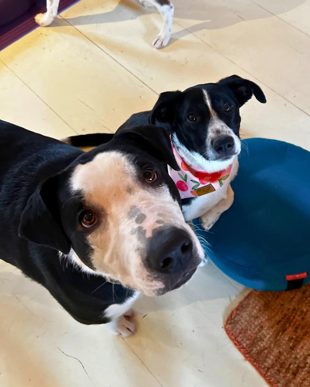 Enlarge Jalapeno, a ADOPTABLE mixed breed in Shell Lake, WI image 4/6