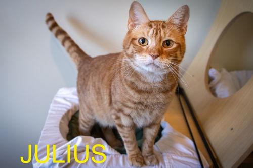 Julius (FCID# 07/10/2024 - 4 Trainer) C, SN meds