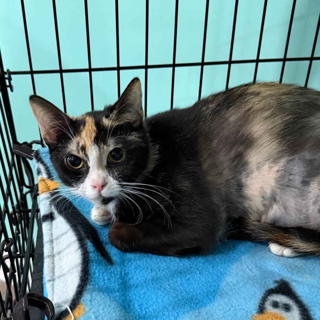 Lucille, Adoptable, Young Female Domestic Short Hair.