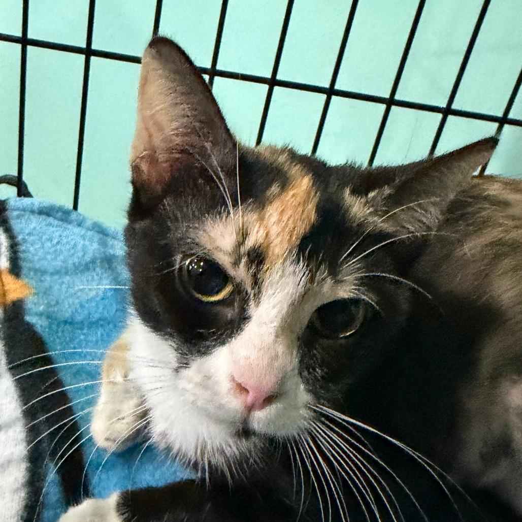 Lucille, a Adoptable Domestic Short Hair in Marion, VA image 2/3