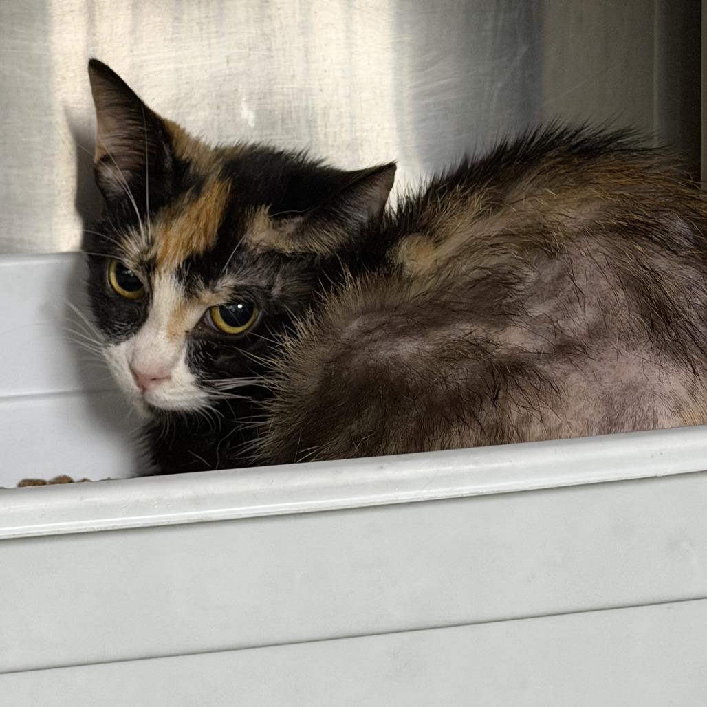 Lucille, a Adoptable Domestic Short Hair in Marion, VA image 3/3