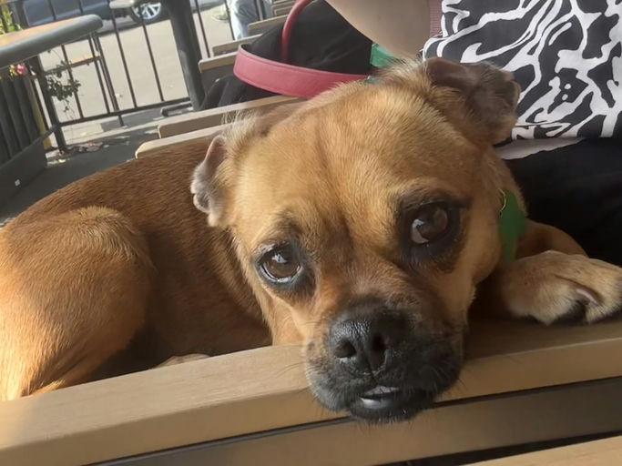 Enlarge Prudence, an adopted mixed breed in Los Angeles, CA image 4/6
