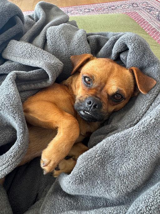Prudence, adopted, Young Female Pug & Chihuahua.