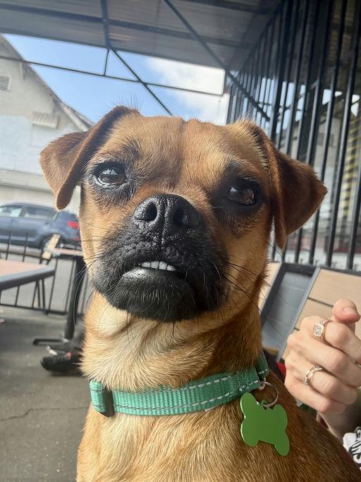 Enlarge Prudence, an adopted mixed breed in Los Angeles, CA image 2/6