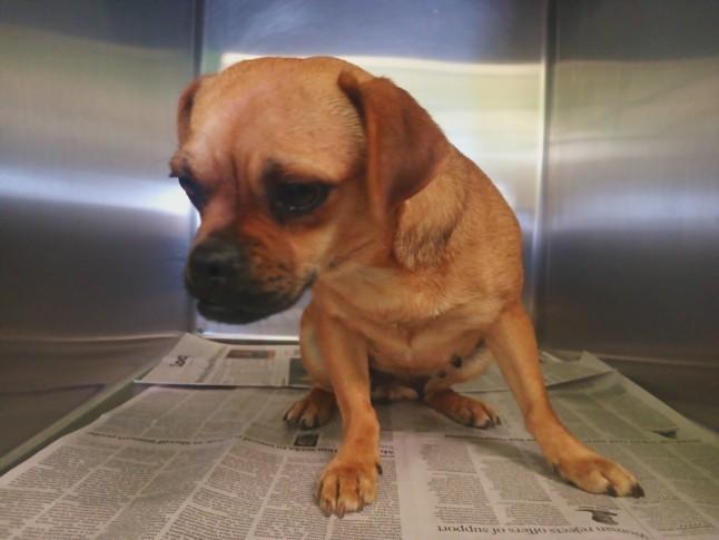 Enlarge Prudence, an adopted mixed breed in Los Angeles, CA image 6/6