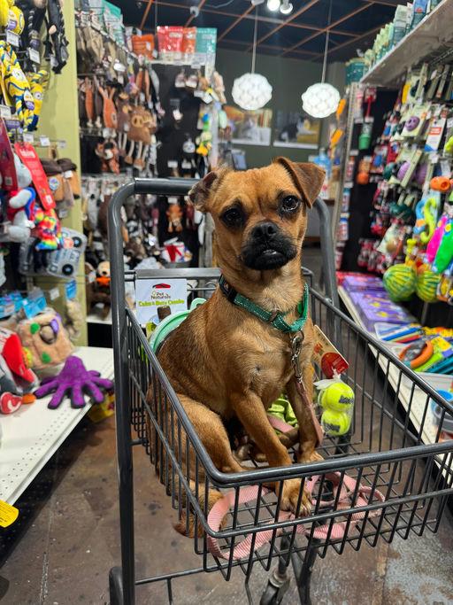 Enlarge Prudence, an adopted mixed breed in Los Angeles, CA image 5/6