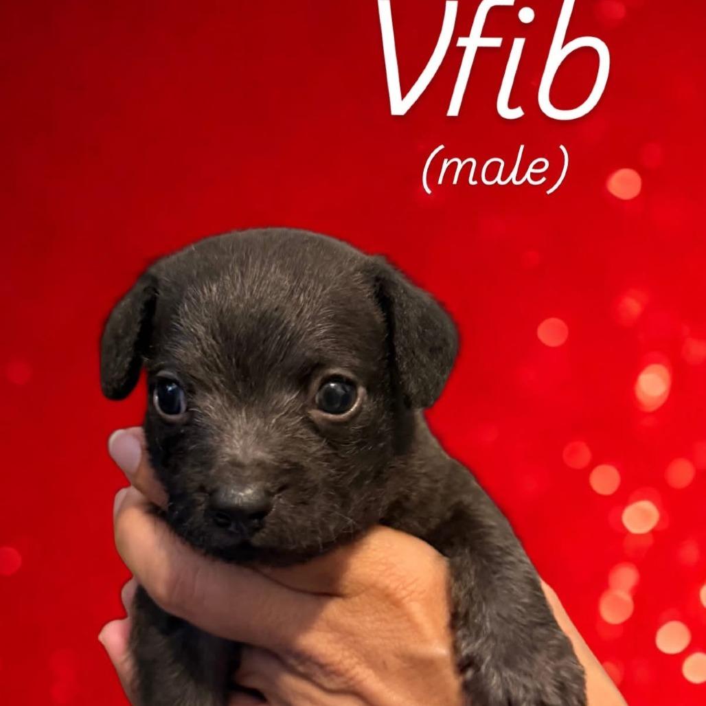 Vfib, Adoptable, Puppy Male Chihuahua & Mixed Breed.